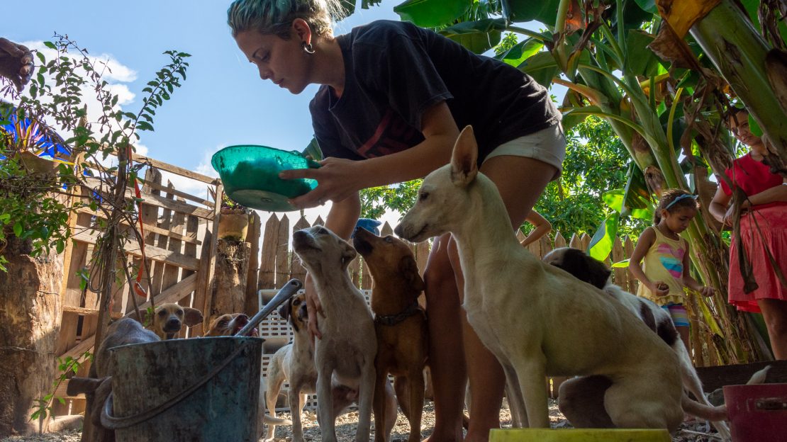 Animalista en refugio